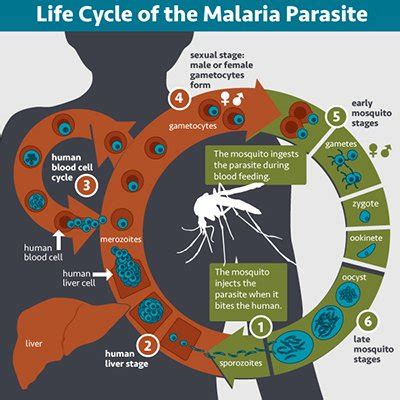 Malaria : Causative Agent, Pathogenesis and Life Cycle, Symptoms ...