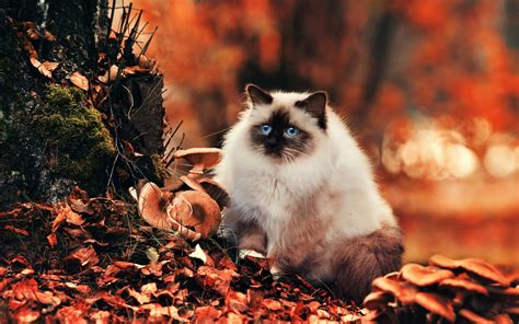 Download Leaf Fall Blue Eyes Himalayan Cat Animal Cat HD Wallpaper