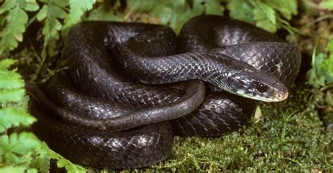 Discover the 15 Snakes in Massachusetts (2 Are Venomous!) - A-Z Animals