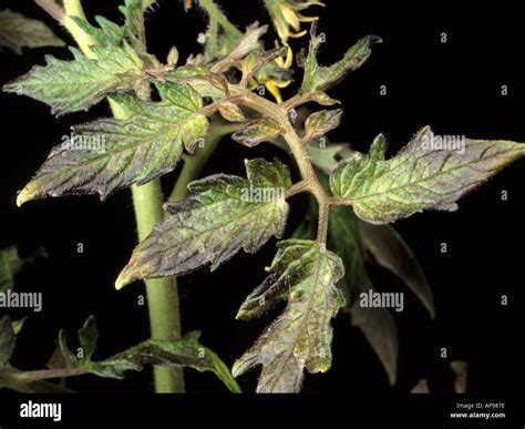 Close up of tomato leaf with Phosphorus deficiency showing ...