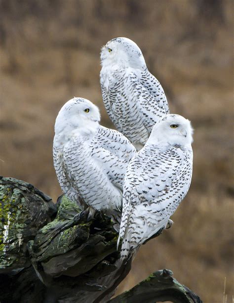 Raptors - Three Snowy Owls. | Snowy owl habitat, Snowy owl, Owl