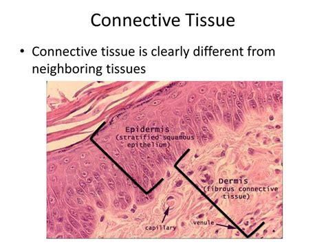 PPT - Connective Tissue PowerPoint Presentation, free download - ID:1974907