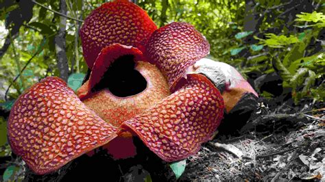 RAFFLESIA ARNOLDI, SI TANAMAN LANGKA DARI INDONESIA YANG MEMILIKI ...