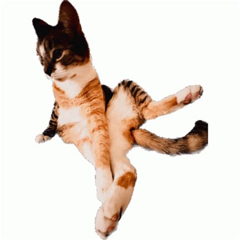 Cat Spinning Sticker - Cat Spinning - Discover & Share GIFs