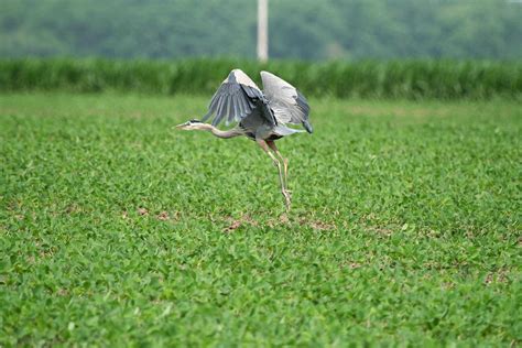 Blue Heron in flight Photograph by Roger Look - Fine Art America