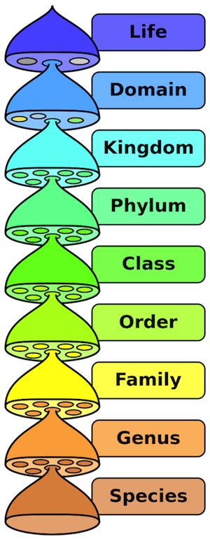 Biology Eukaryotic Kingdoms - Shmoop Biology