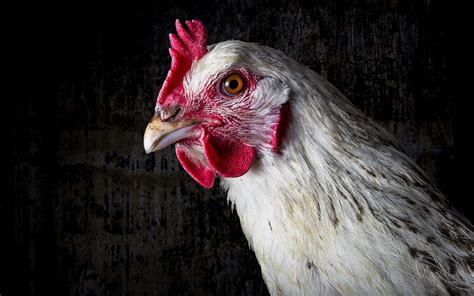 chicken, Head, Animals Wallpapers HD / Desktop and Mobile Backgrounds