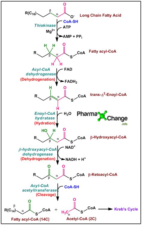 Fatty Acid Oxidation Pathway