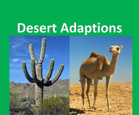 Desert Plants and Animals adaptations -For Kids | Animal adaptations ...