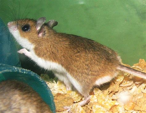 Peromyscus maniculatus | Natural Atlas