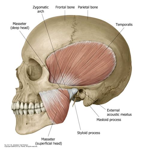 Dentistry and Medicine: Anatomy of Temporomandibular Joint (TMJ)