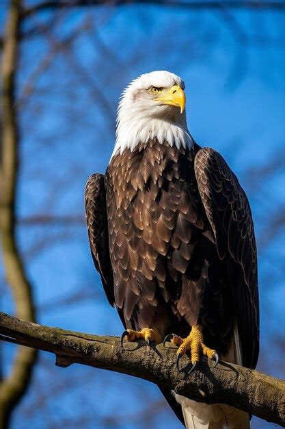 Eagle sitting on a branch generated by AI | Premium AI-generated image