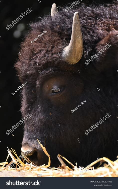 American Bison Species Seen Habitat During Stock Photo 2240528385 ...