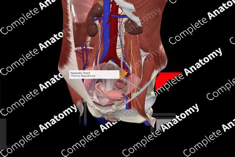 Iliopubic Tract | Complete Anatomy