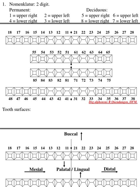 odontogram 2.ppt | Anatomical Terms Of Location | Facial Features