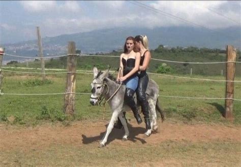 Pin en Donkey | Fotos de caballos hermosos, Fotos vaqueras, Cobayas mascota