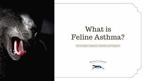 What is Feline Asthma? Clinical Signs, Diagnosis, Treatment, and ...