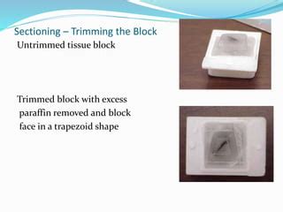 Tissue Preparation Histology | PPT