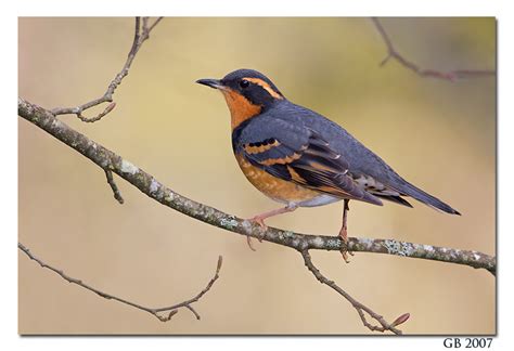 VARIED THRUSH