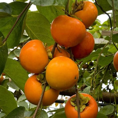 Japanese Persimmon Tree ‘Fuyu’ (Diospyros kaki)