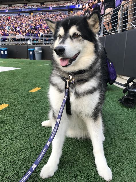 UW Husky mascot 'Dubs' to retire after 2018 football season | KOMO