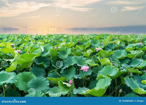 Lotus lake in sunset stock image. Image of tranquility - 122682407