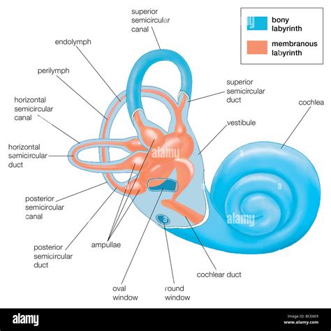 Inner Ear Anatomy Labyrinth