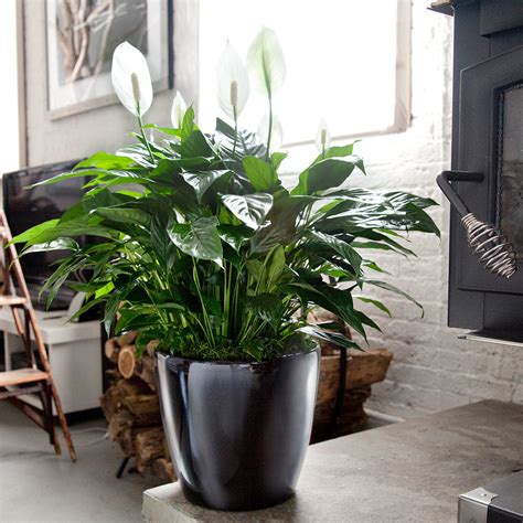 10 Best Low Light Plants For Office That Are Also Low Maintenance - My ...