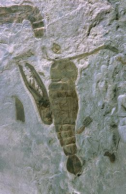 Eurypterid Fossil - Stock Image - C028/5433 - Science Photo Library