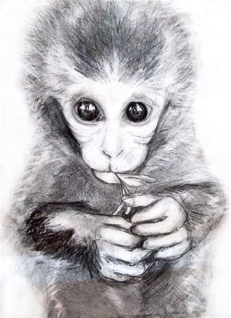 20+ lovely stock Realistic Monkey Coloring Pages : Realistic Monkey ...