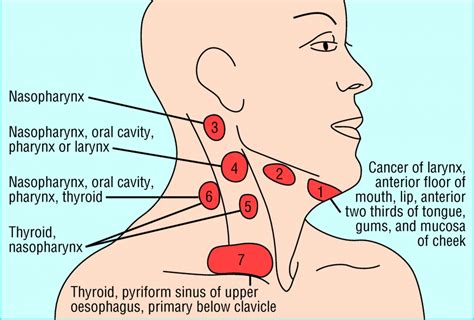 Lymph Nodes Of The Face Diagram