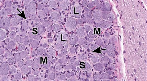 Medulla Spinalis Histology