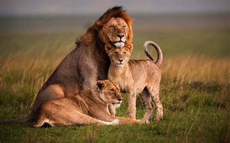 Lion Family Wallpapers - Wallpaper Cave