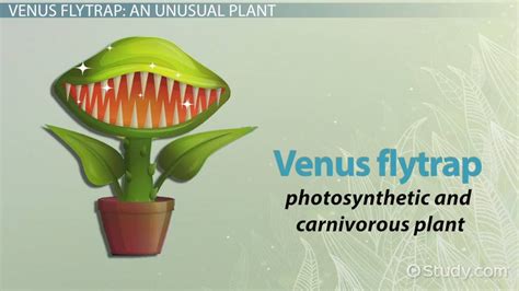 Venus Flytrap Facts, Habitat & Adaptations | What Do Venus Flytraps Eat ...