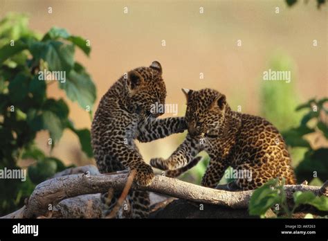 Leopard cubs hi-res stock photography and images - Alamy