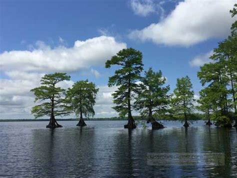 Trees in Great Dismal Swamp Lake Drummond - Classroom Clip Art