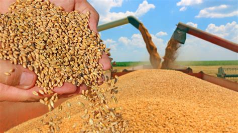 Top Trends in the Grain Industry - Weitz