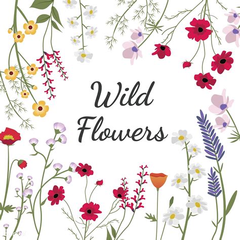 Download premium vector of Illustrated wild flowers about meadow flower ...