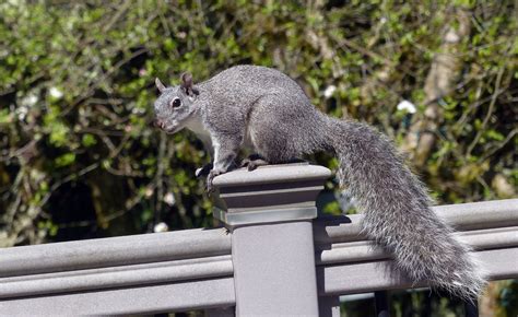 How Do You Tell California Squirrels Apart? - Bay Nature Magazine