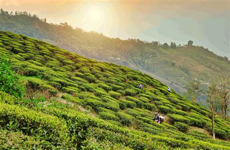 History and Origin of Famous Darjeeling Tea - About Kurseong Hill Diaries