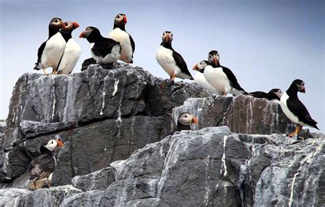 A visit to see the colourful Puffins at the Farne Islands, North East ...