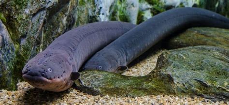 Freshwater Aquarium Eel: Everything You Need To Know!