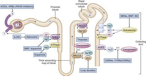 Electrolytes and Diuretics | Anesthesia Key