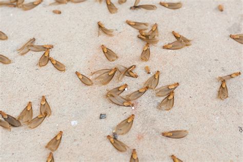 Early Signs of termite damage, termites in ceiling and damaged drywall