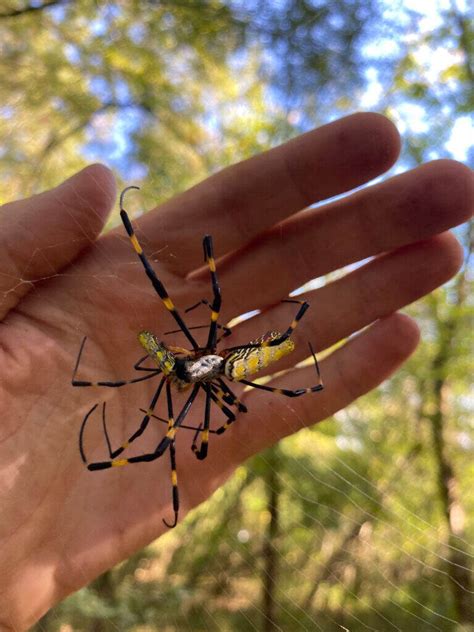 Giant spiders coming to Delaware? Just hype, says researcher - WHYY