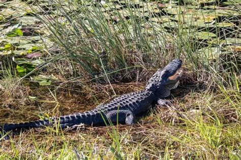 8 Best Places to See Wildlife in Everglades National Park - The ...