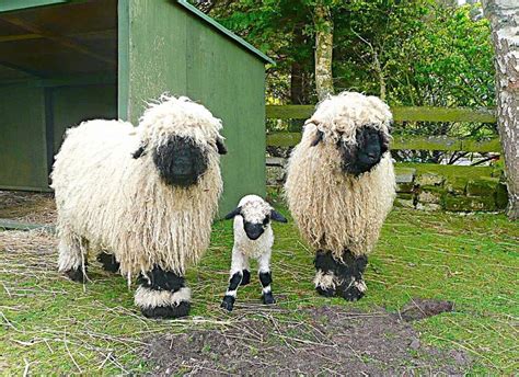 Gallery - Valais Blacknose Sheep Society | Valais blacknose sheep ...