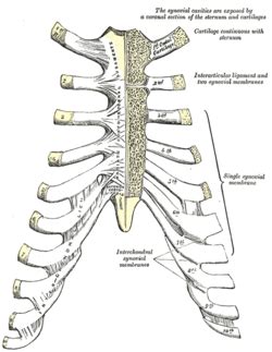 Sternocostal joints - Wikipedia