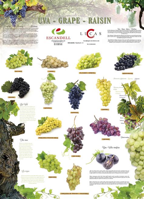 grape poster #wineeducation | Grape types, Grapes, Grape vineyard