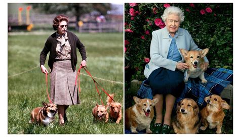 How Queen Elizabeth II Became a Corgi Breeding Legend - Rocky Kanaka